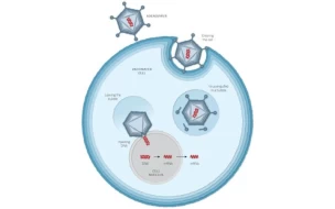 Πώς λειτουργεί το εμβόλιο της AstraZeneca